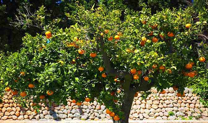 Orangenbaum Mallorca